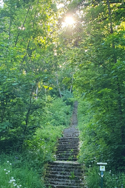 Treppe im Grünen.jpg